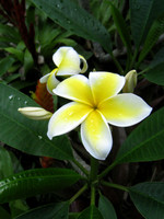 Flora